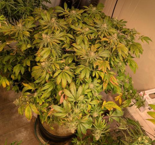 Forbidden Fruit. Week 27