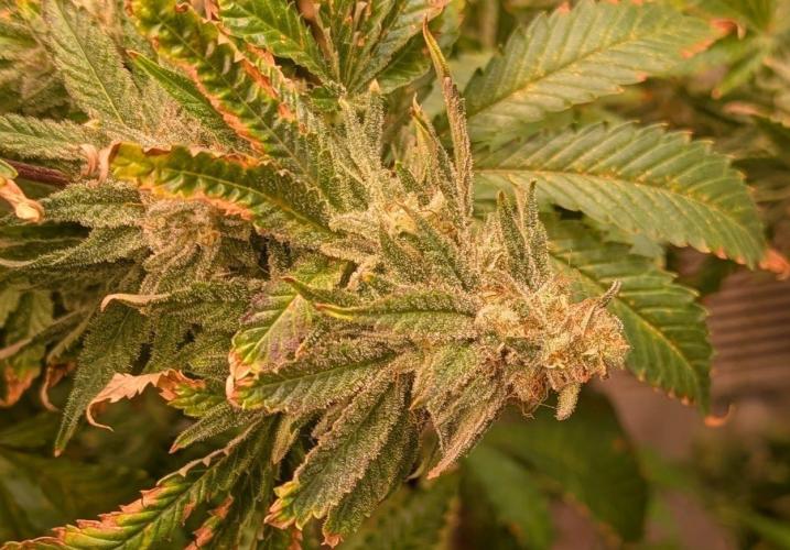 Forbidden Fruit. Week 27