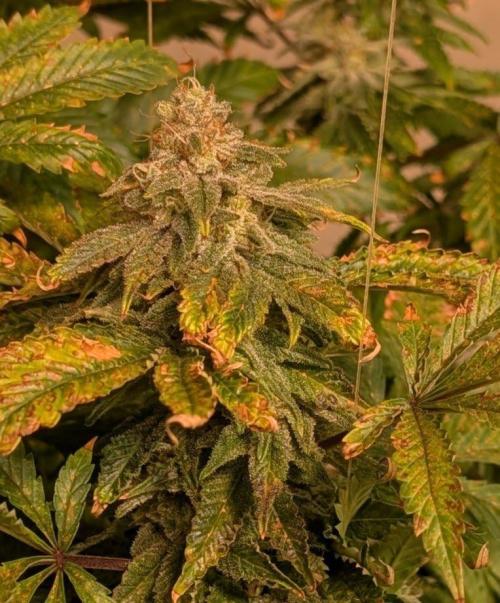 Forbidden Fruit. Week 27