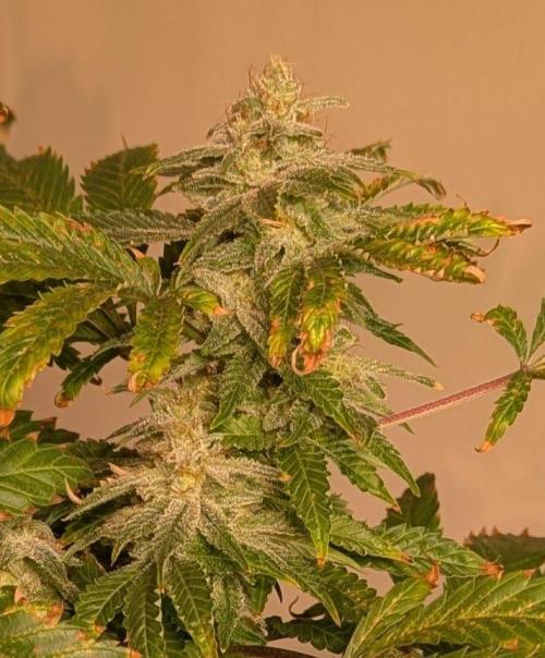 Forbidden Fruit. Week 27