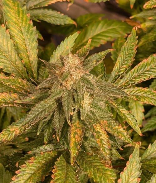 Forbidden Fruit. Week 27