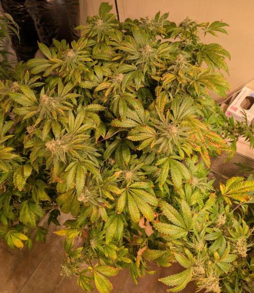 Forbidden Fruit. Week 27