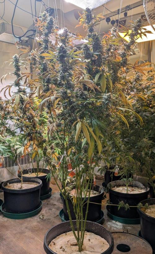 Super Boof. Week 24