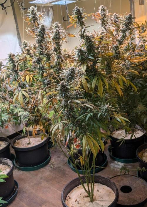 Super Boof. Week 24