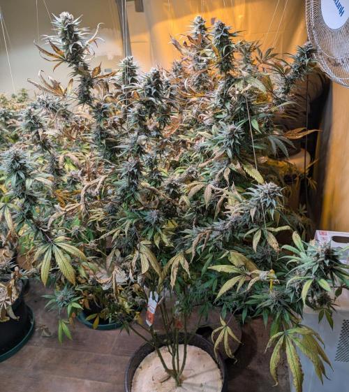 Super Boof. Week 24