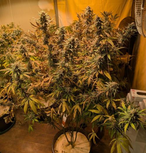 Super Boof. Week 24