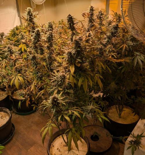 Super Boof. Week 24