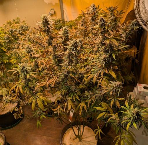 Super Boof. Week 24