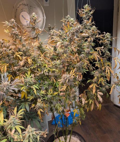 Super Boof. Week 24