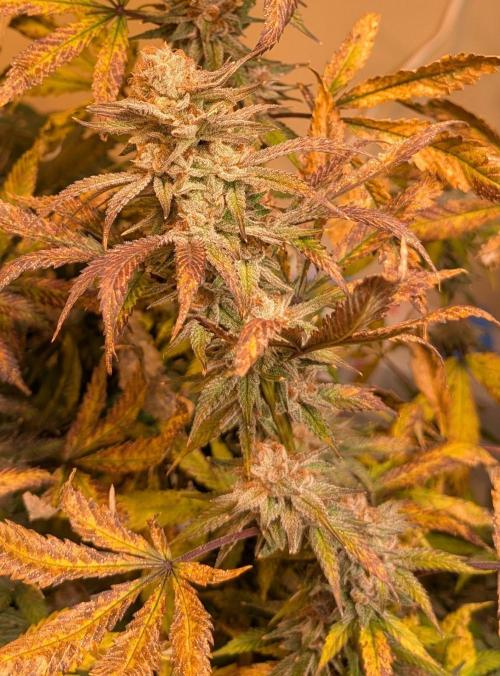 Super Boof. Week 24