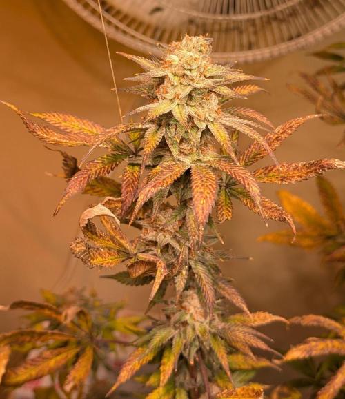 Super Boof. Week 24