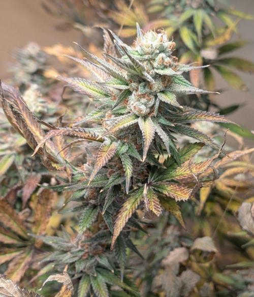 Super Boof. Week 24
