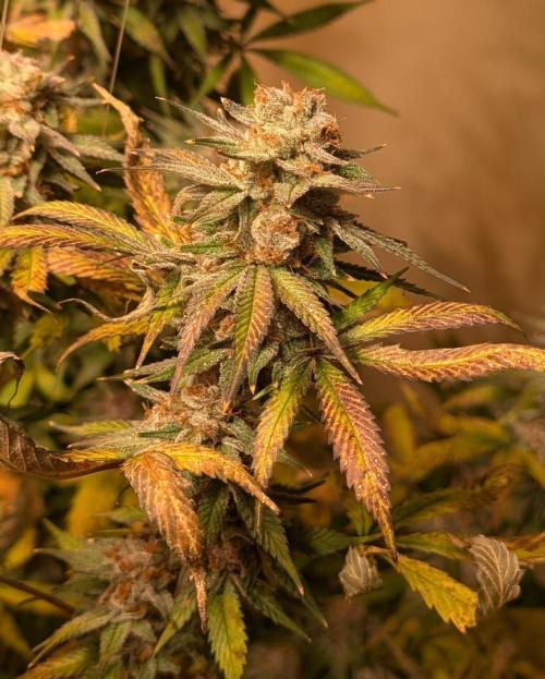Super Boof. Week 24