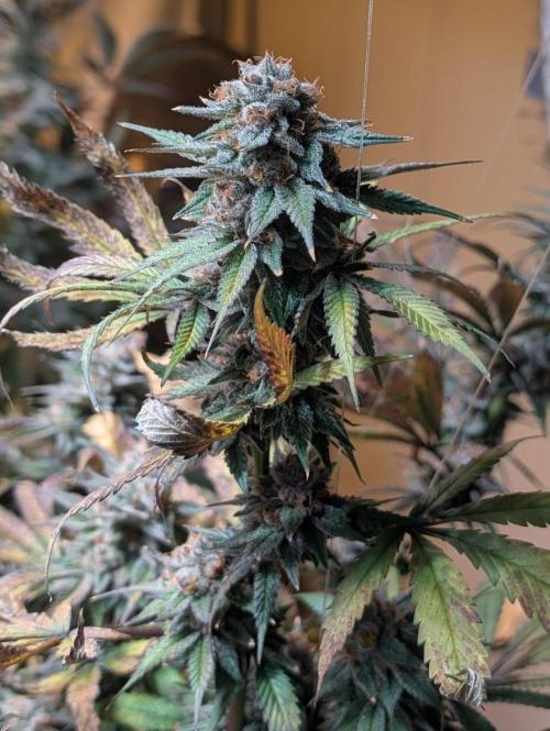 Super Boof. Week 24