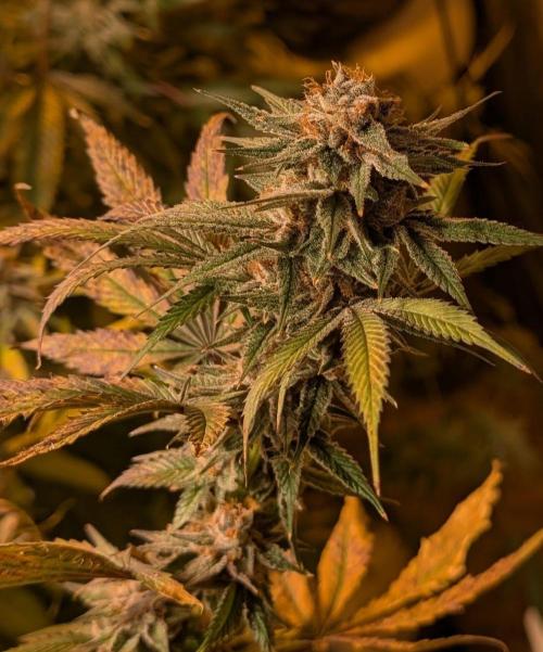 Super Boof. Week 24