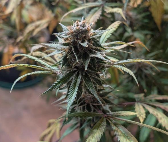 Super Boof. Week 24