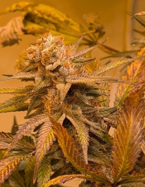 Super Boof. Week 24