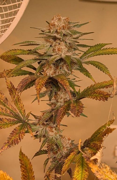 Super Boof. Week 24