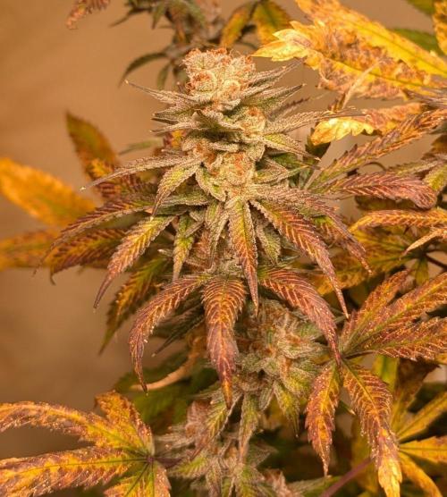 Super Boof. Week 24