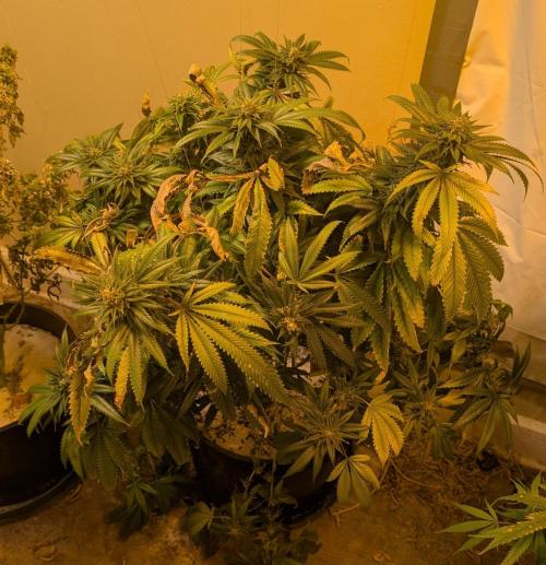 Pellezino Cookies. Week 28