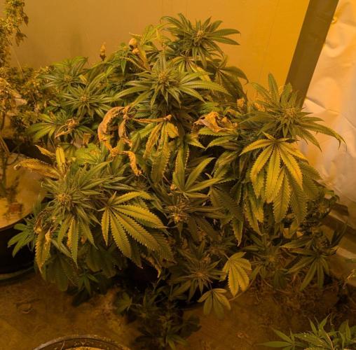 Pellezino Cookies. Week 28