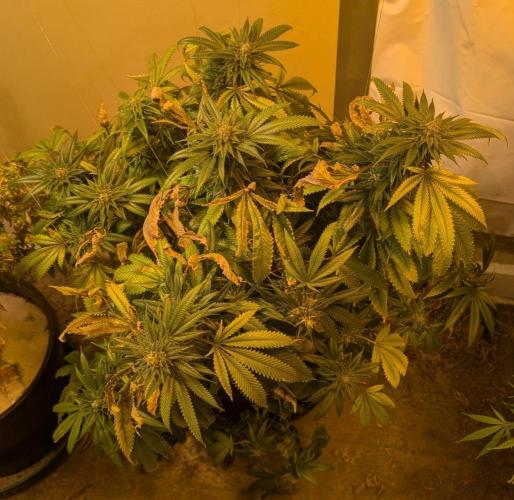 Pellezino Cookies. Week 28