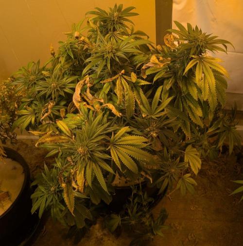Pellezino Cookies. Week 28
