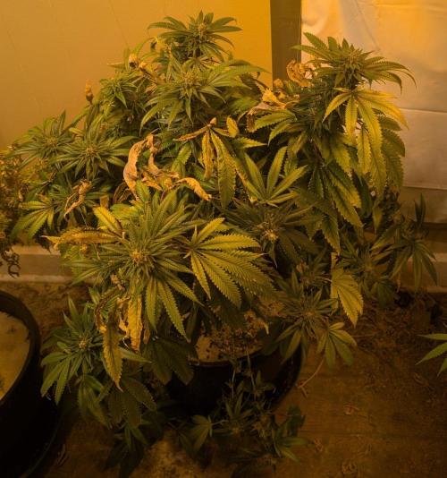 Pellezino Cookies. Week 28