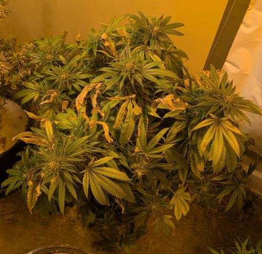 Pellezino Cookies. Week 28