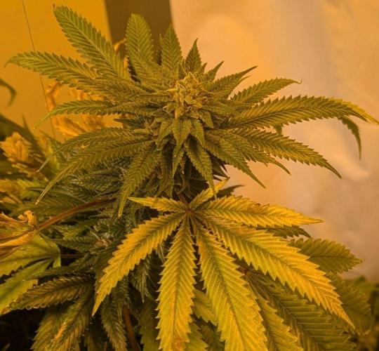 Pellezino Cookies. Week 28