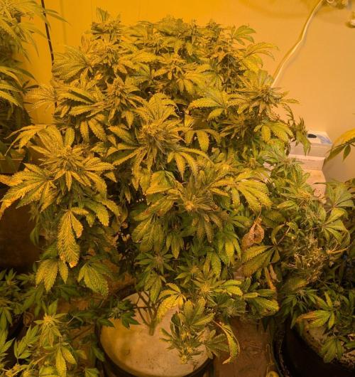 Forbidden Fruit. Week 28
