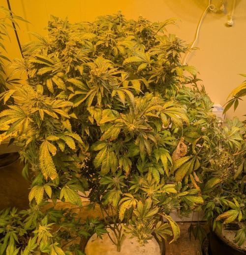 Forbidden Fruit. Week 28