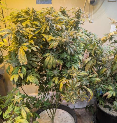 Forbidden Fruit. Week 28