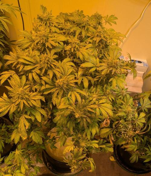 Forbidden Fruit. Week 28