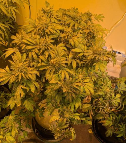 Forbidden Fruit. Week 28