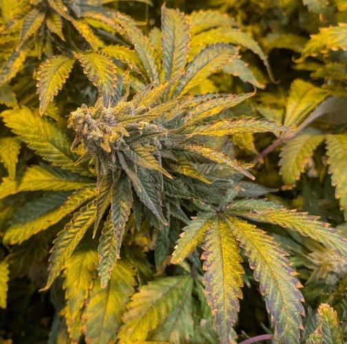 Forbidden Fruit. Week 28