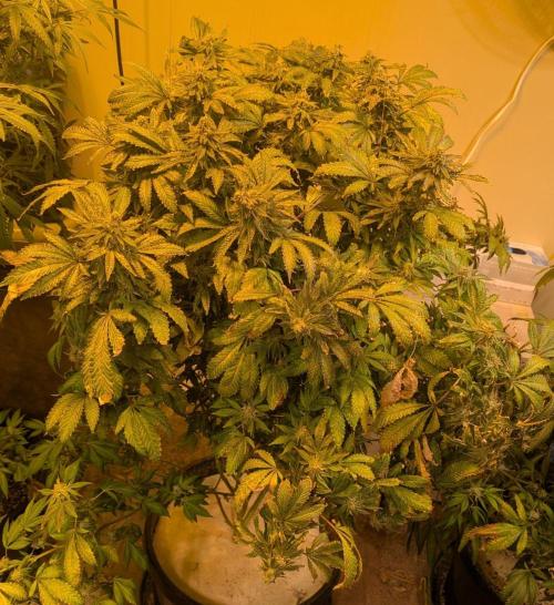 Forbidden Fruit. Week 28