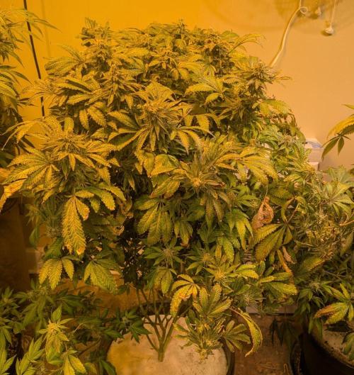 Forbidden Fruit. Week 28