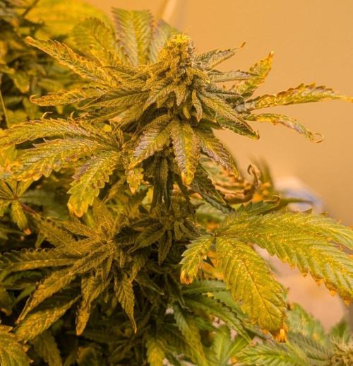 Forbidden Fruit. Week 28