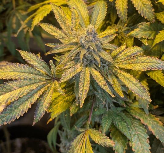 Forbidden Fruit. Week 28