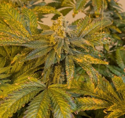Forbidden Fruit. Week 28