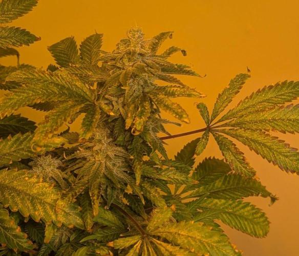 Forbidden Fruit. Week 28