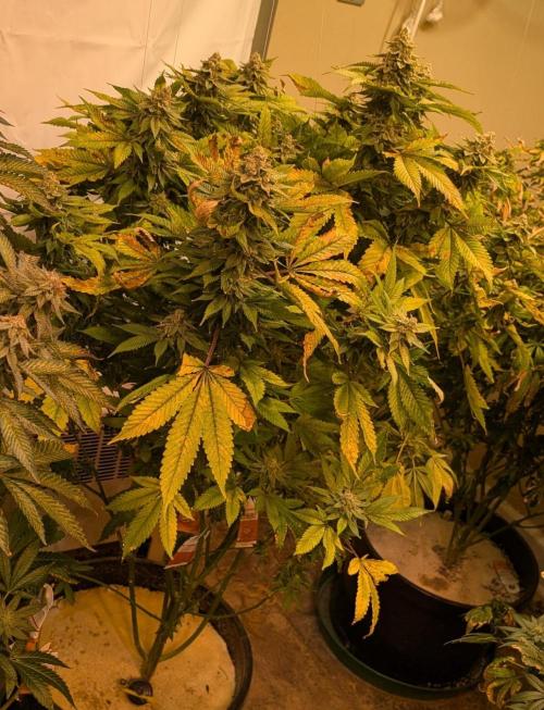 Fruity Pebbles. Week 24