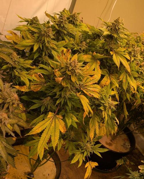 Fruity Pebbles. Week 24