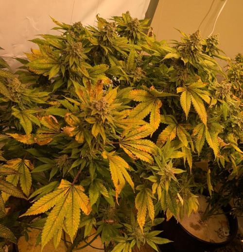 Fruity Pebbles. Week 24