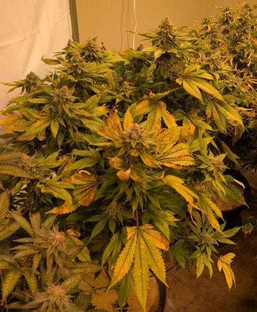 Fruity Pebbles. Week 24