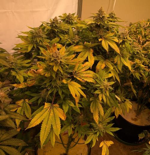 Fruity Pebbles. Week 24