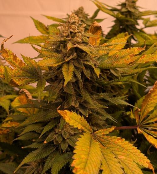 Fruity Pebbles. Week 24