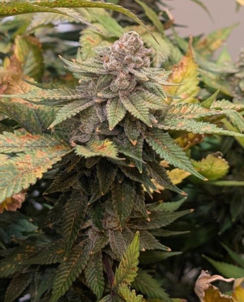 Fruity Pebbles. Week 24