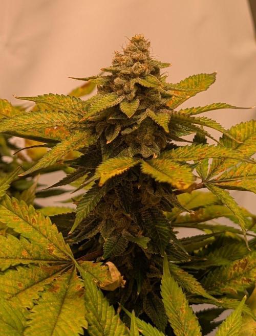Fruity Pebbles. Week 24